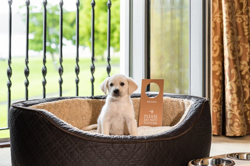 Dog-friendly Lough Erne