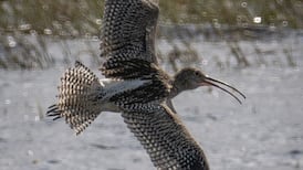 Curlew in flight: Draining and cutting of bogs has destroyed their breeding habitat