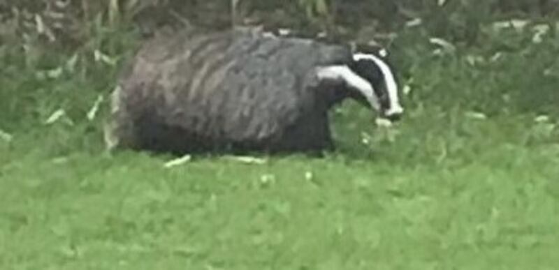 Badgers below Waterford city feel so unthreatened that they have always emerged to forage for food. Photograph: Walter Dwyer