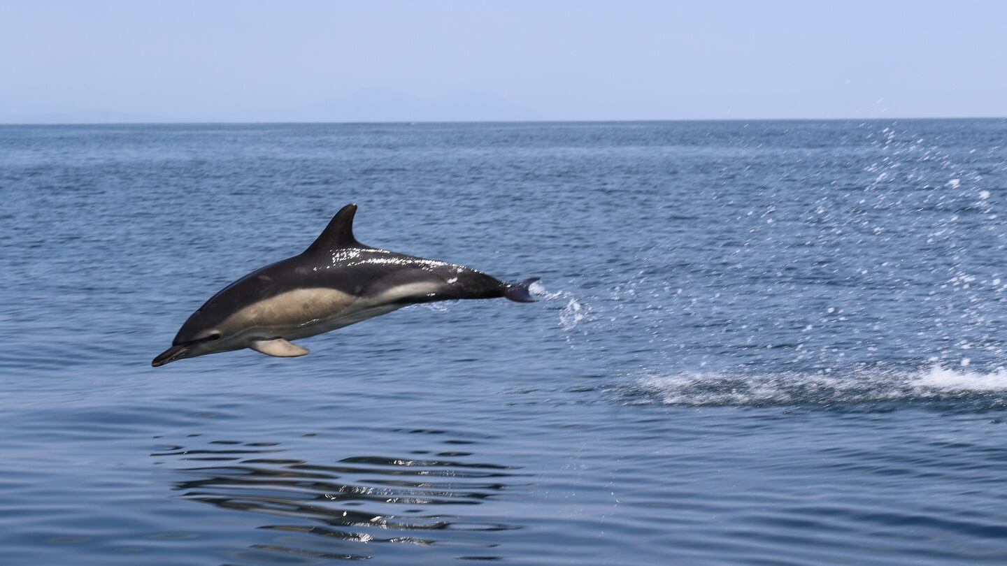 A dolphin off the Great Blasket island.