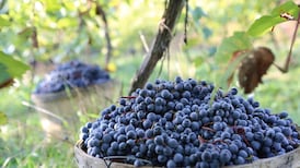 Say Slainte with a glass of surprisingly good Irish wine