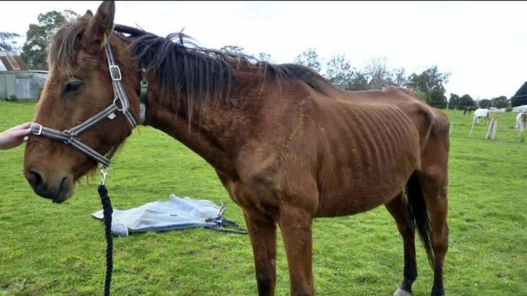Five of the eight animals rescued by a horse charity in conjunction with department officials in March had to be euthanised on welfare grounds