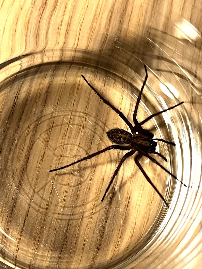 'Shiúil an leaid mór seo trasna na teilifíse.' Grianghraf: Lucy agus Kitty Maguire