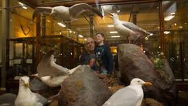 Fintan O’Toole: We have taken flight from deep link with birds