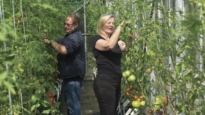 National Botanic Gardens gardeners Michael Higgins and Aisling O’Donoghue tending to tomato plants. Photograph: Richard Johnston
