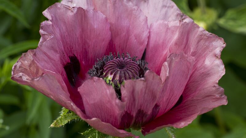 Oriental poppies combine very well with alliums. Photograph: iStock