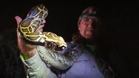 Could handbags be the haute couture solution to Florida’s python problem?