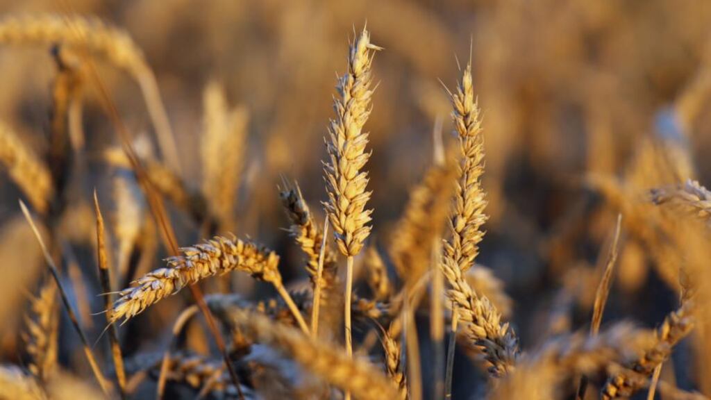 “That Jesus is the bread of life and that we have been invited to join Him in that mystery stops me in my tracks.”