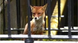 Nature is all around us in the city