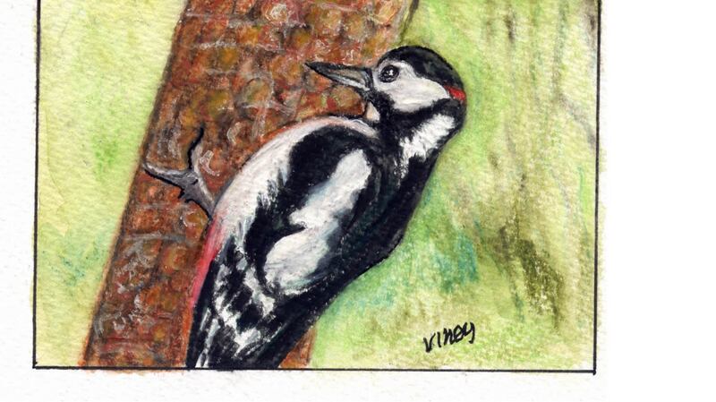 Woodpecker. Illustration: Michael Viney