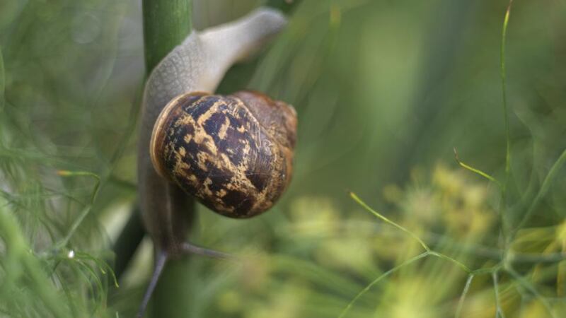 Kinder-natured gardeners have been known to politely request slugs and snails to leave their more precious plants alone, apparently with some success. This hasn’t worked for me so far. Photograph: Richard Johnston