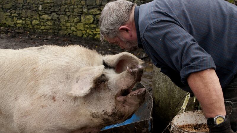 Alfie McCaffrey with the boar used for breeding with the rare-breed pigs he raises with his partner,  Margaret O’Farrell