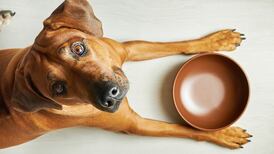 Scientists find fresh evidence of canine intelligence