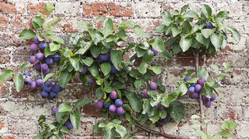Espalier plum tree, laden with ripe Victoria plums