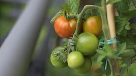 Gardening in the sky