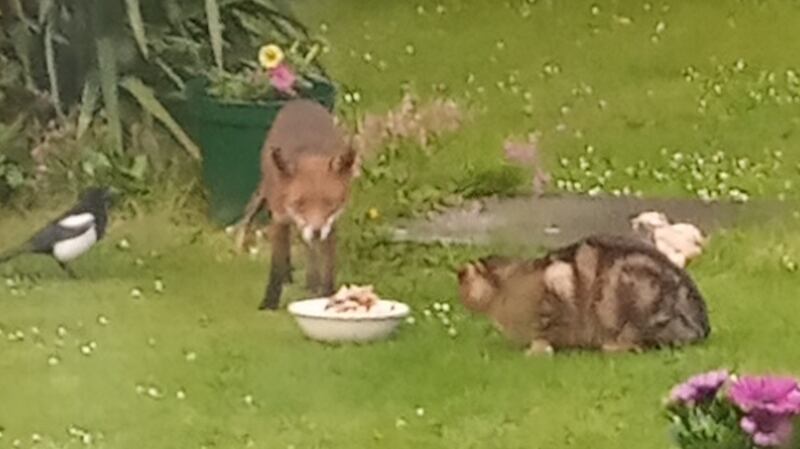A fox a cat and a magpie share a meal in Drumcondra, Dublin