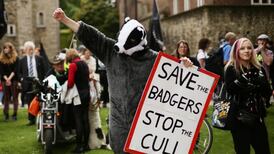 Badger controversy casts shadow over idyllic English countryside
