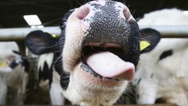 Farmers say EU’s €80m support package is too weak
