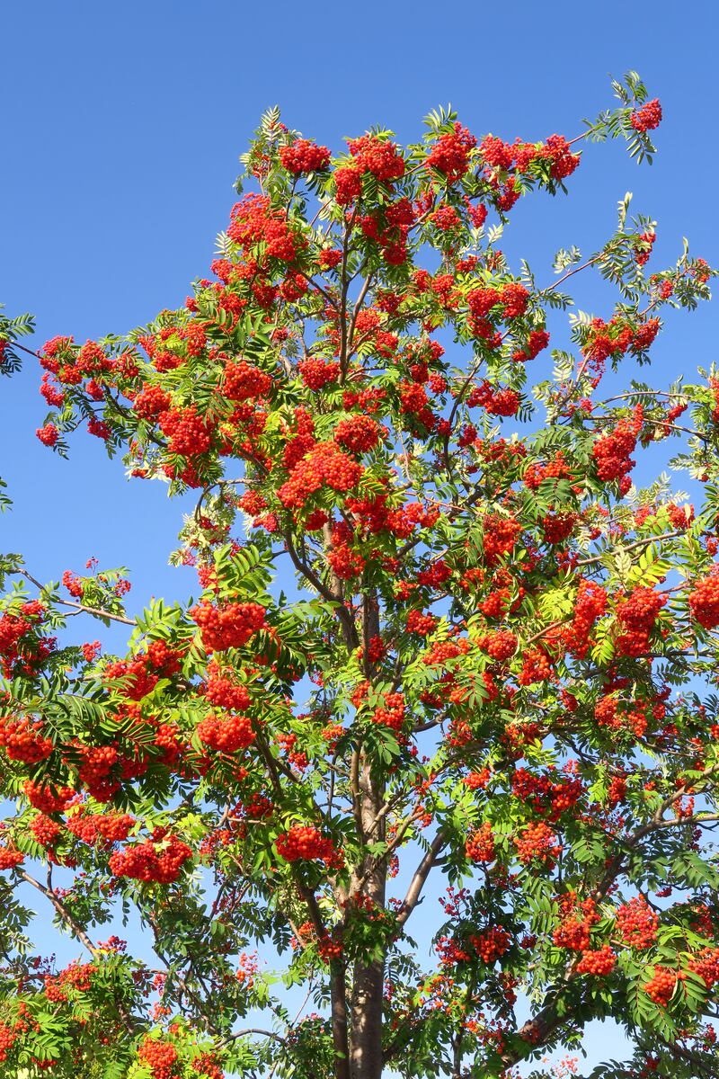Rowan tree