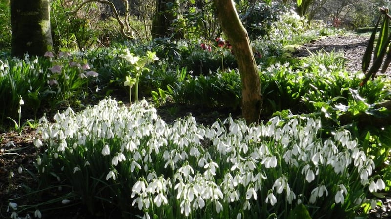 Carlow’s Altamont Gardens have Snowdrop Month throughout February