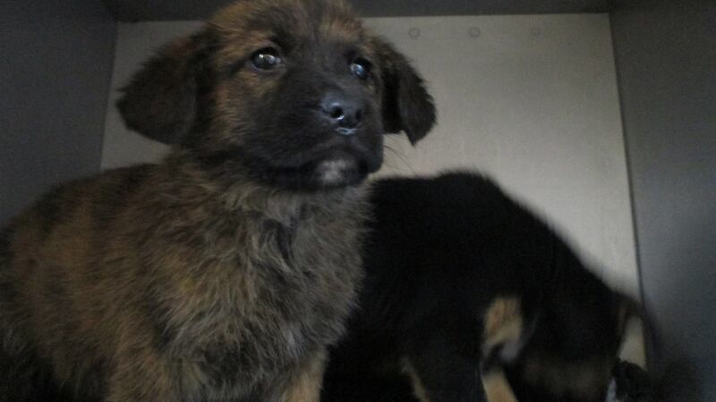 One of five puppies (seven weeks old) found dumped in a cardboard box in north Cork this week. Puppies were sick and weak.
