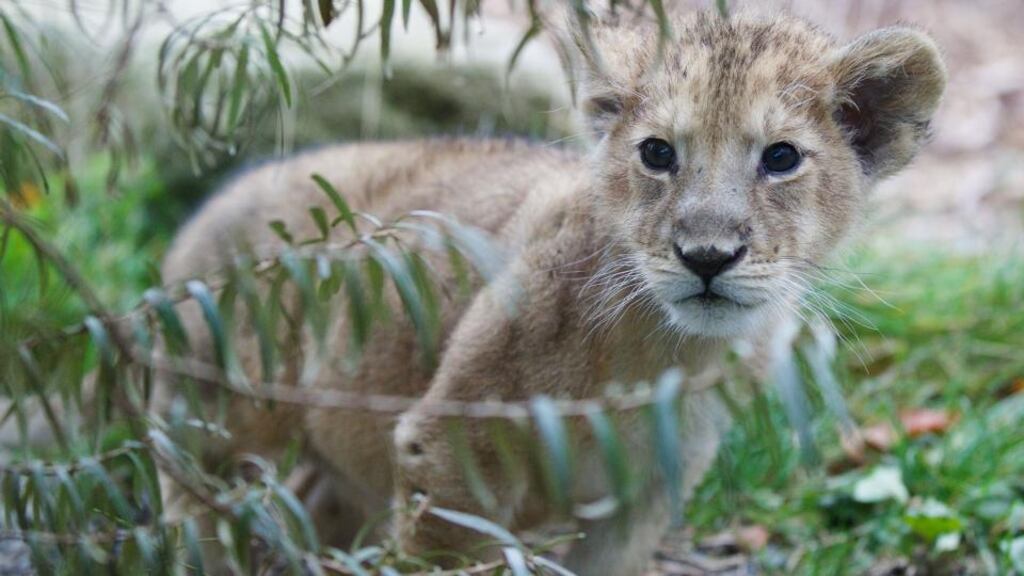Dublin Zoo has asked for the public’s assistance in naming their newest Asian lion cub.