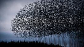 Emergence: Complex behaviour arising from simple roots