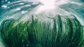 Government must intervene to protect vulnerable seagrass beds, says NGO