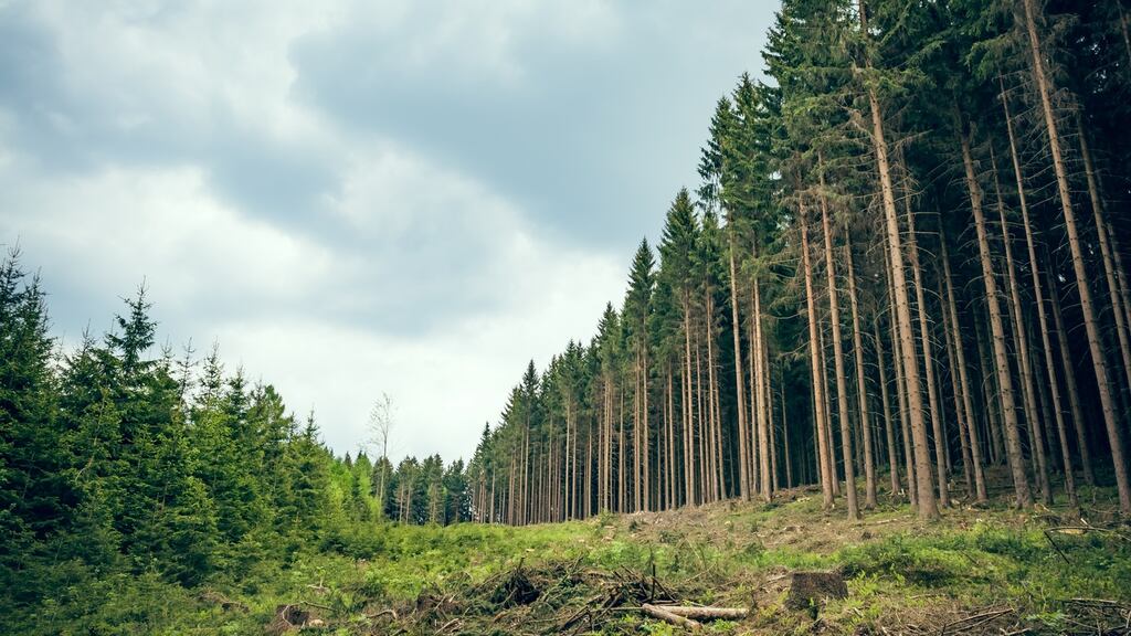 The Redmonds submitted an AIE request to Coillte regarding the 400-hectare sale, including asking who purchased the lands and for what price. Stock photograph: iStock
