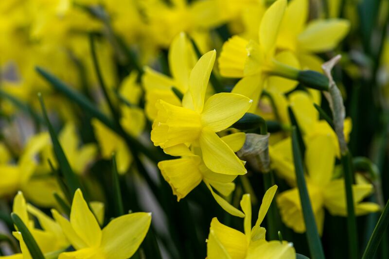 Sailboat daffodils offer an opportunity for even the sternest of yellow-phobics to celebrate their charm. Photograph: Nicola Stocken/RHS/PA