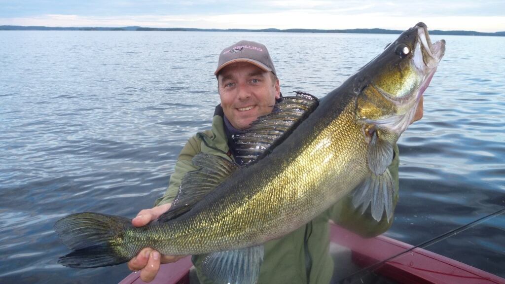 A magnificent zander from the Tampere region in Finland