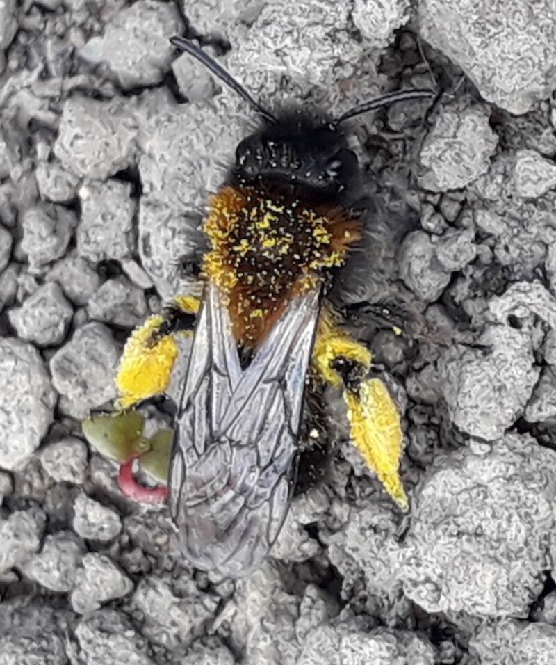 A tawny mining bee, found in a Co Meath garden