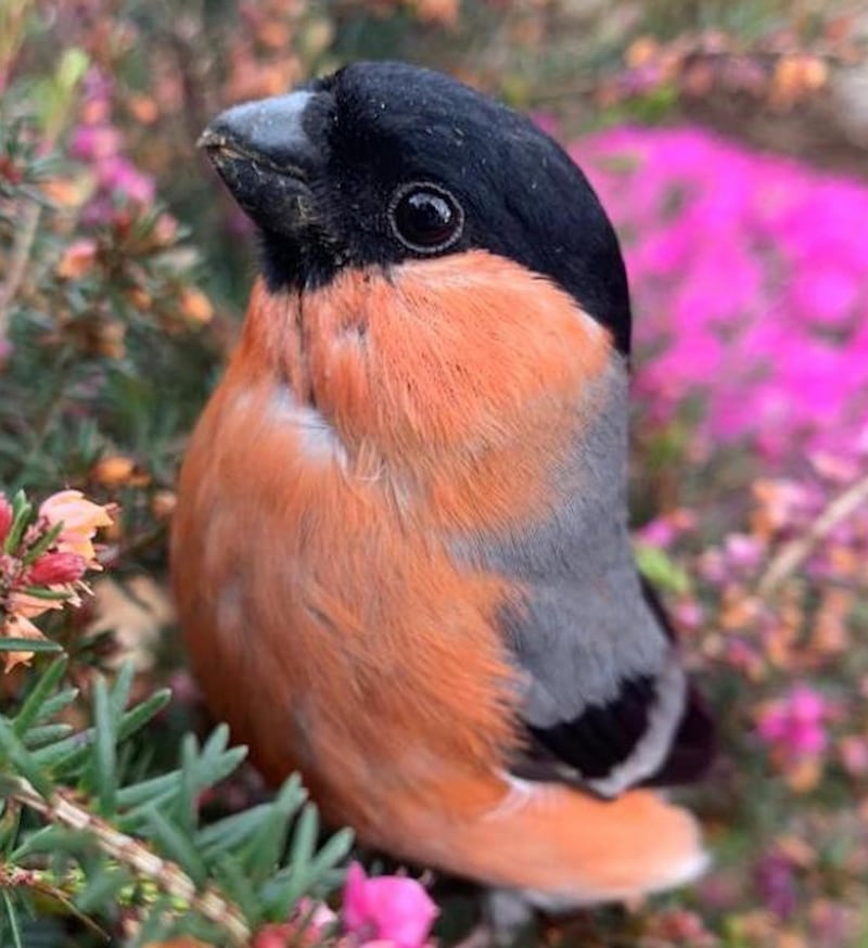 Bullfinch