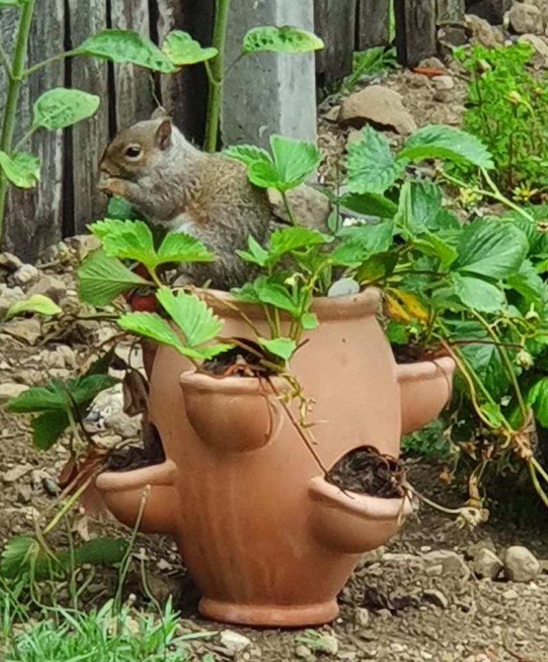 A grey squirrel. Photograph: Archie Harding