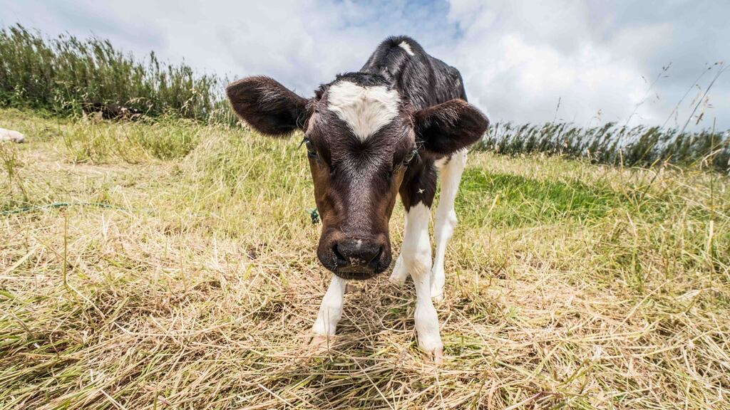 One paper at the British Society of Animal Science conference noted that even small changes to the feeding regimes of new-born calves can result in significant benefits to their gastrointestinal tract.