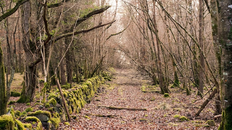 Nature lovers will relish everything Portumna Forest Park in Co Galway has to offer. Photograph: Getty