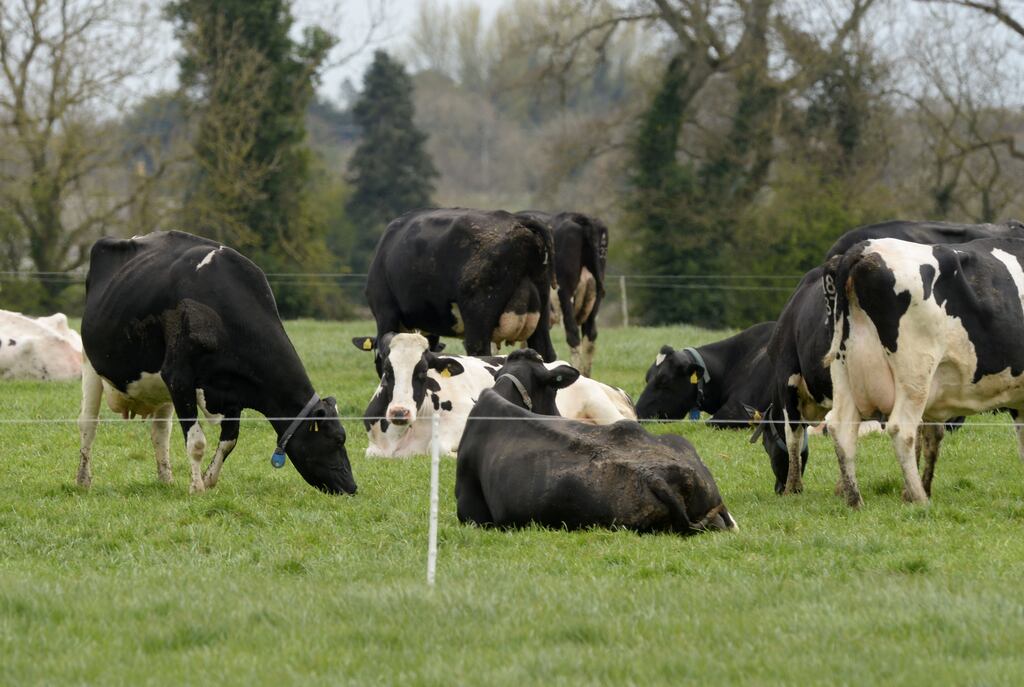 The co-operative model for food processing has been particularly important in the dairying sector. Photograph: Alan Betson