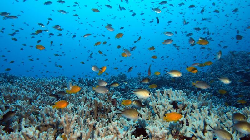 Similan Islands national marine park, Thailand