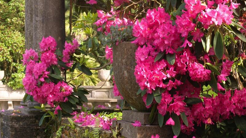 Rhododendrons flowering in Mount Stewart Gardens in Co Down. Photograph:  Richard Johnston
