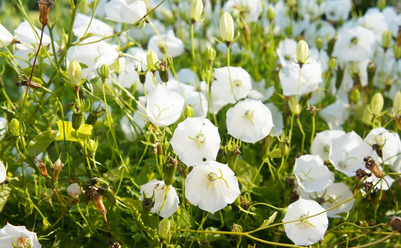 Campanula carpatica white flowers. Photograph: iStock
