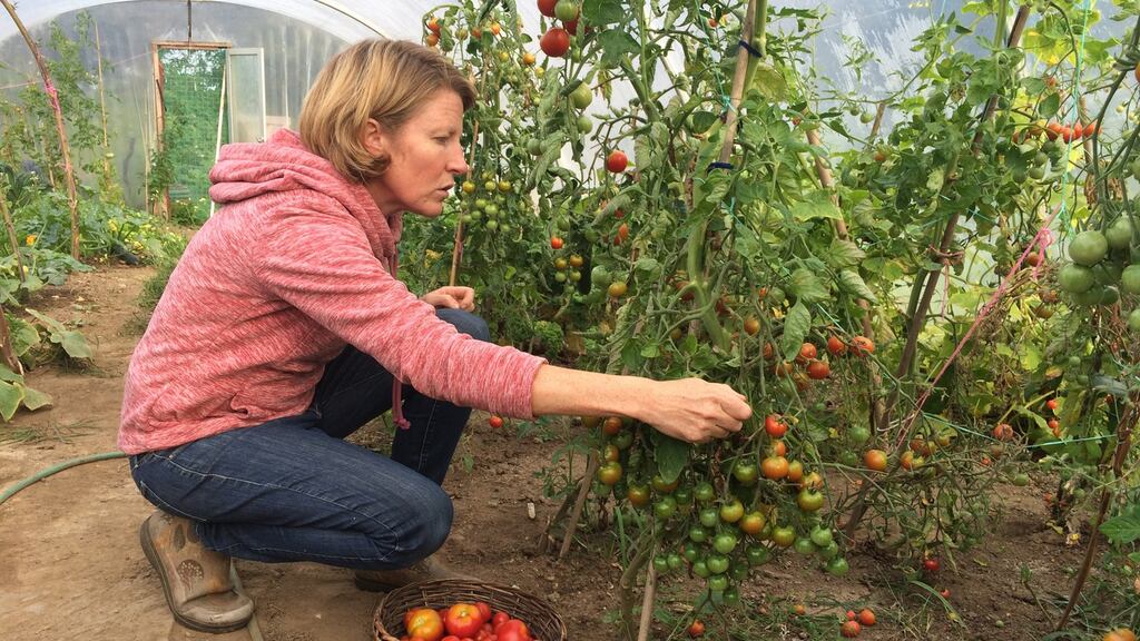 DAY 2: Lisa Fingleton harvests tomatoes in her polytunnel near Ballybunion, Co Kerry