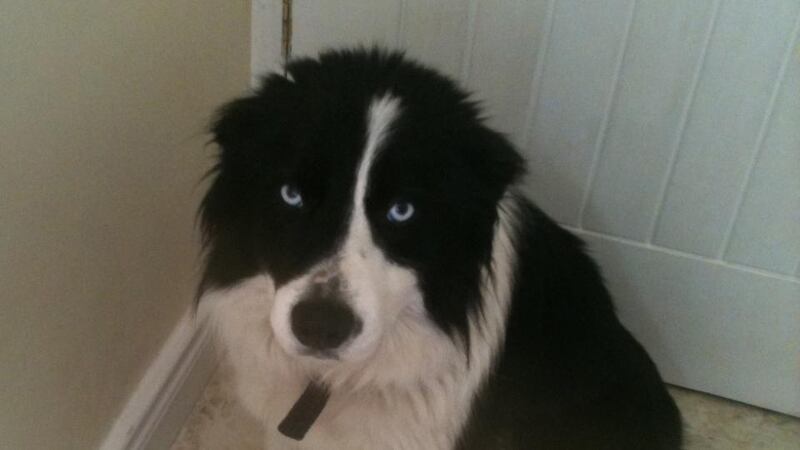 A family file handout photo of Cody the collie before she was attacked. Photograph: Natalie Agnew/PA Wire