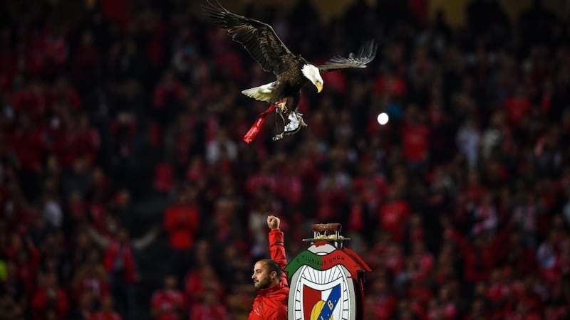 The eagle mascot of  Benfica flies above the field before a league game against FC Porto. Photograph:   Patricia de Melo Moreira/AFP via Getty Images