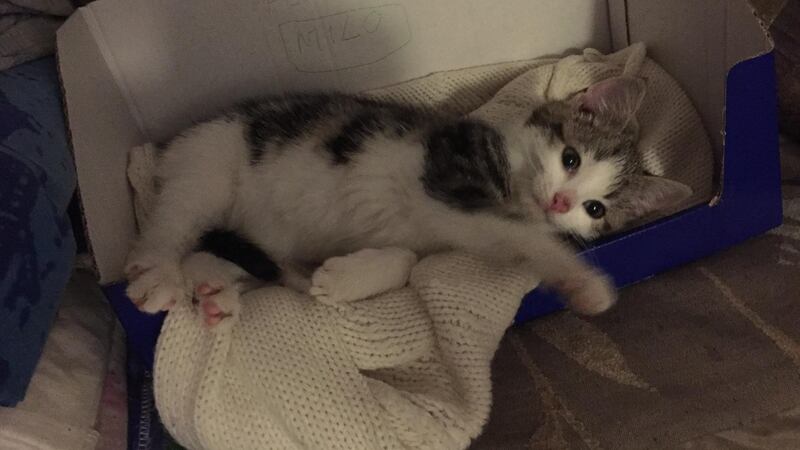 While the Cat Was Away – An update on the search for Pete Briquette