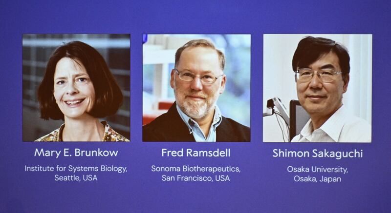 Mary E Brunkow, Fred Ramsdell and Shimon Sakaguchi were announced as the winners of the 2025 Nobel Prize in Physiology or Medicine. Photograph: Claudio Bresciani/ Getty Images