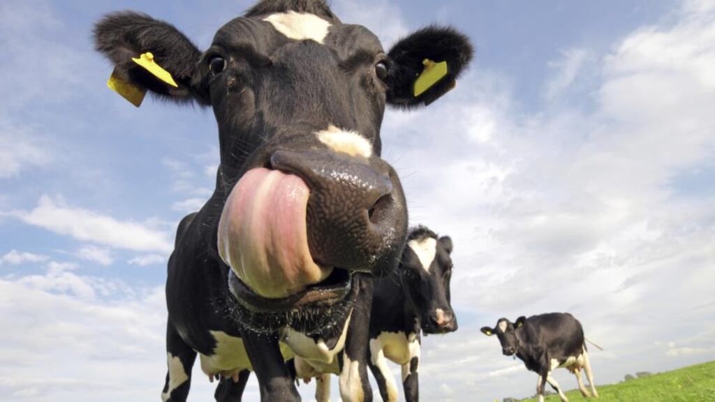 The NDC trade mark can only be applied to milk farmed and processed in the Republic, and it specifically excludes product from north of the Border, even though the council itself has conceded that it makes little or no difference where in Ireland it comes from.