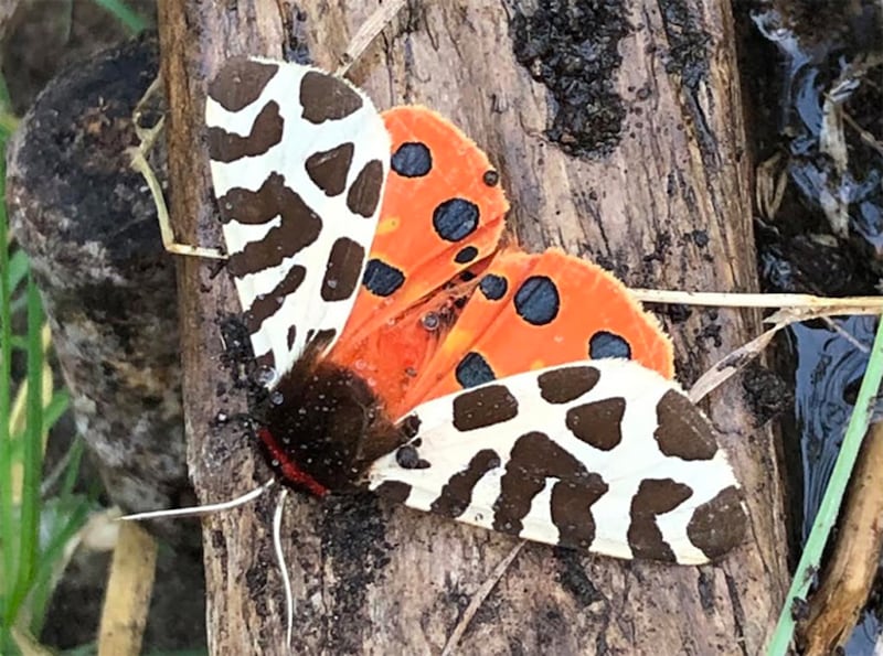 garden tiger moth, supplied by Fiona Mohr