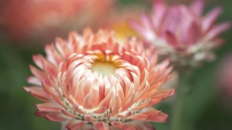 Helichrysum bracteatum