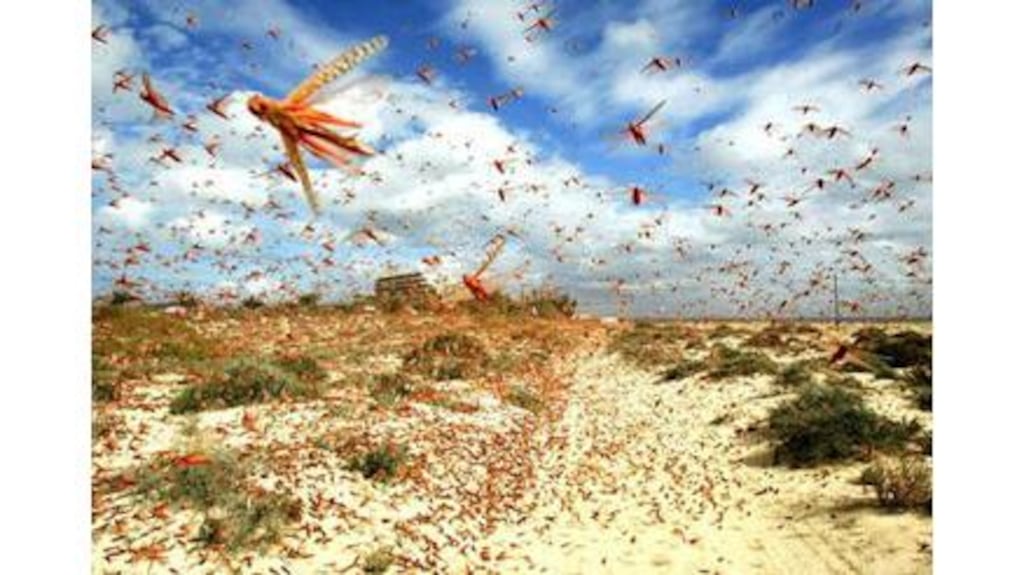 Locusts have a fast and accurate warning system which enables it to detect approaching objects and avoid them. Photograph: Reuters