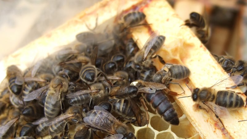 Beekeepers on both sides of the Border are being asked to count the Verroa mites in their hives